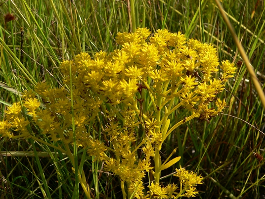 {Polygala ramosa}